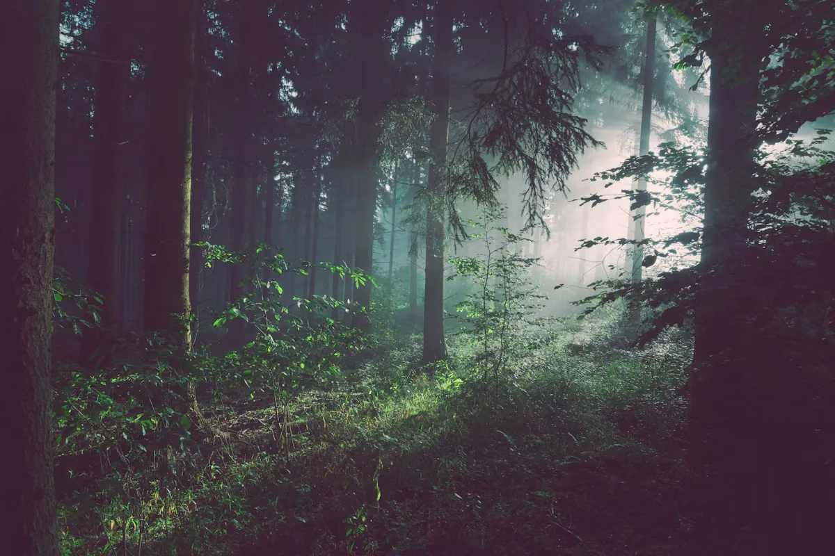 Ayahuasca Retreat Red Flags to Walk Away From